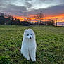 animal, arcticfox, canine, dog, eskimodog, field, fox, grass, grassland, nature, outdoors, pet, plant, puppy, scenery, sky, sunset, tree, utilitypole, whitedog