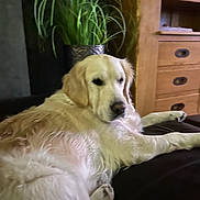 Sya a rejoint le concours — aidez-le/la à gagner de superbes lots ! dog, golden_retriever, pet, lounge, couch, indoor, plant, greenery, wooden_furniture, relaxed, home, fur, animal, domestic, resting, paw, snout, ears, living_room, cozy