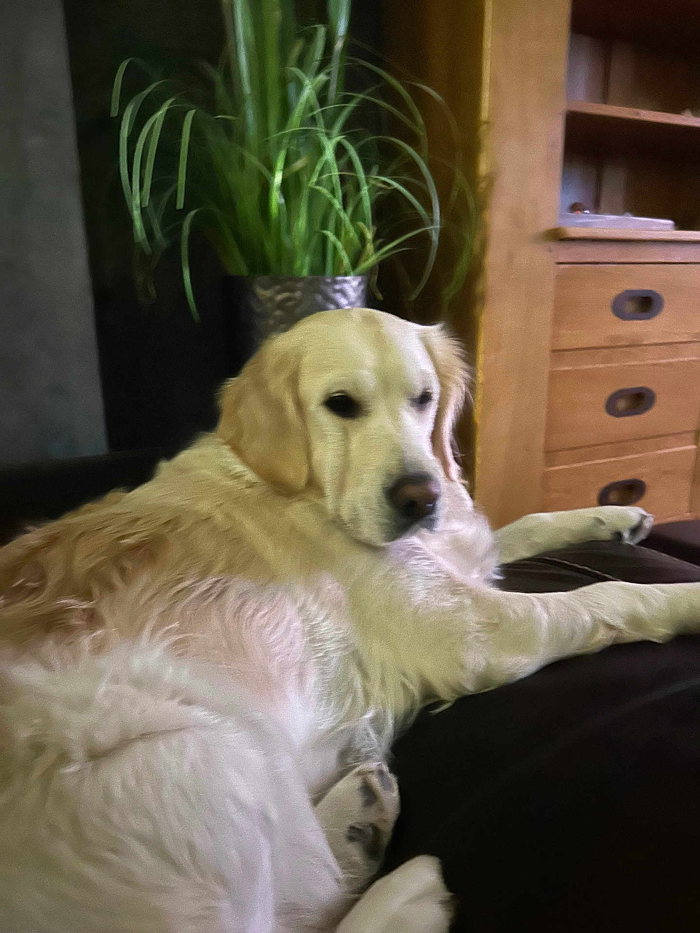 Sya a rejoint le concours — aidez-le/la à gagner de superbes lots ! dog, golden_retriever, pet, lounge, couch, indoor, plant, greenery, wooden_furniture, relaxed, home, fur, animal, domestic, resting, paw, snout, ears, living_room, cozy