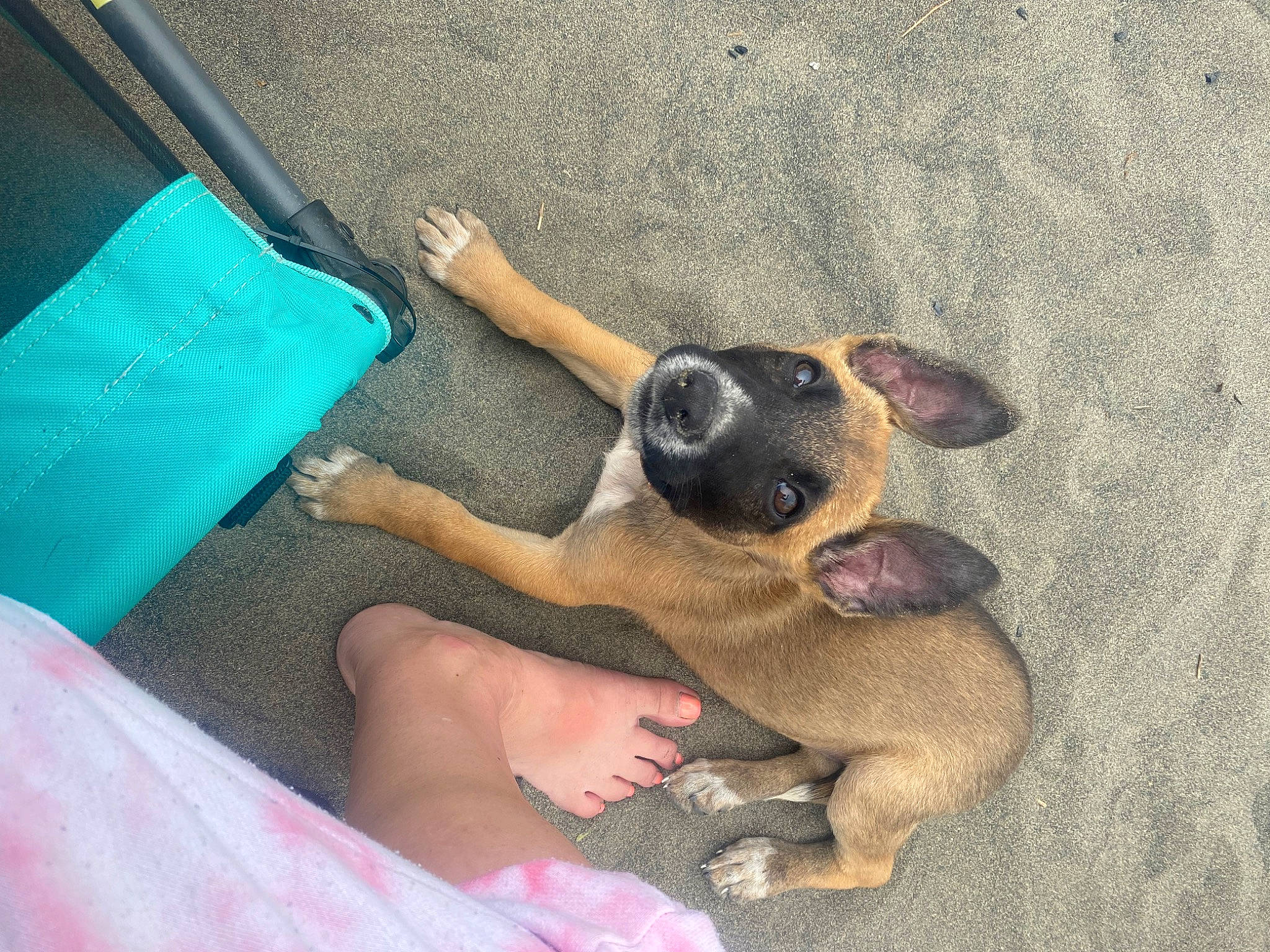 Oaklee joined the competition — help win amazing prizes! canidae, carnivore, comfort, companion_dog, dog, dog_breed, elbow, electric_blue, fawn, foot, fun, guard_dog, hood, human_leg, nail, paw, sporting_group, thigh, toy_dog, working_animal