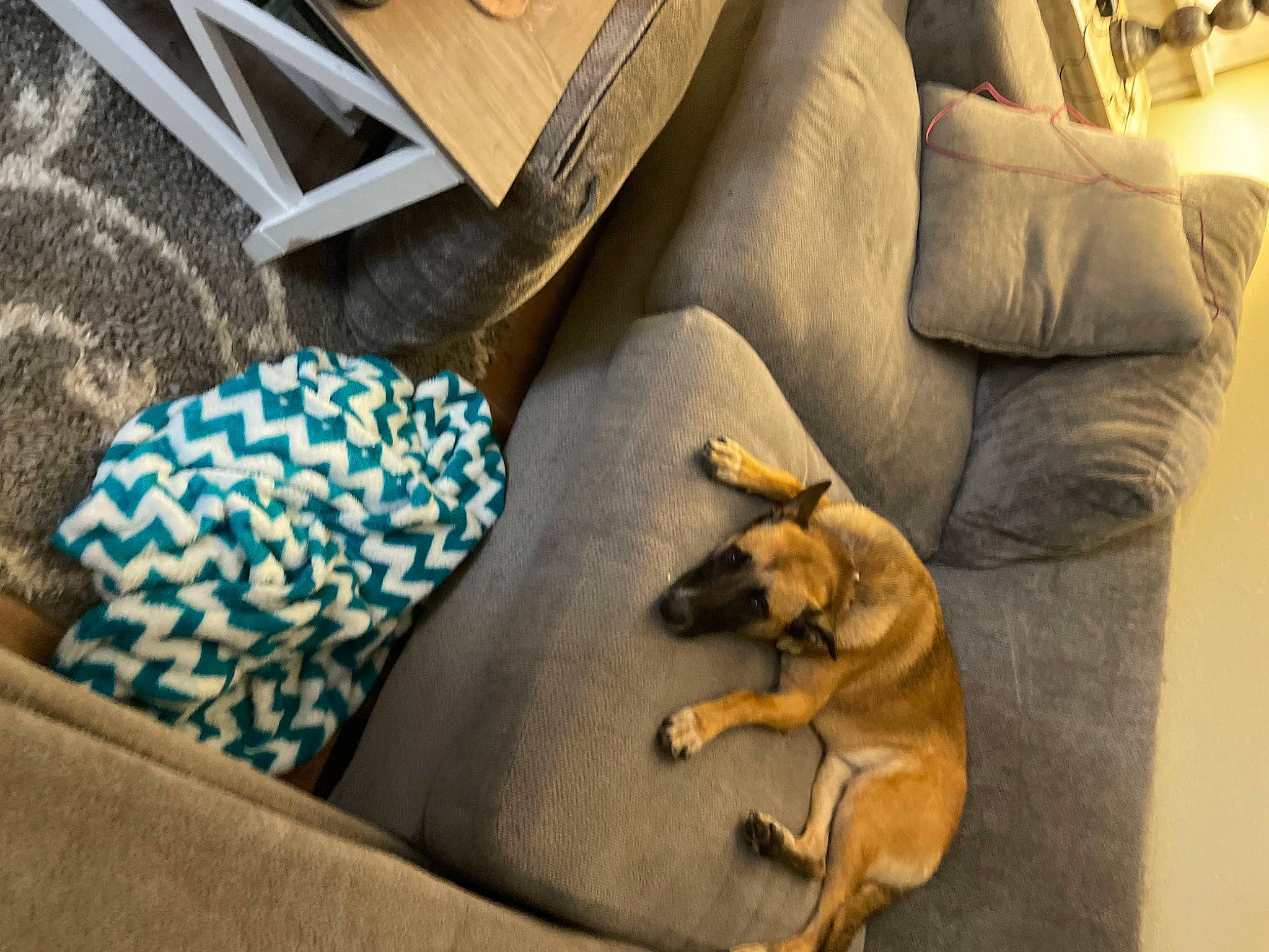 Oaklee is registered to the contest to win money with this photo: armrest, car_seat, carnivore, comfort, companion_dog, couch, dog, dog_breed, fawn, flooring, guard_dog, hardwood, human_leg, linens, pattern, room, sporting_group, toy_dog, wood, working_animal