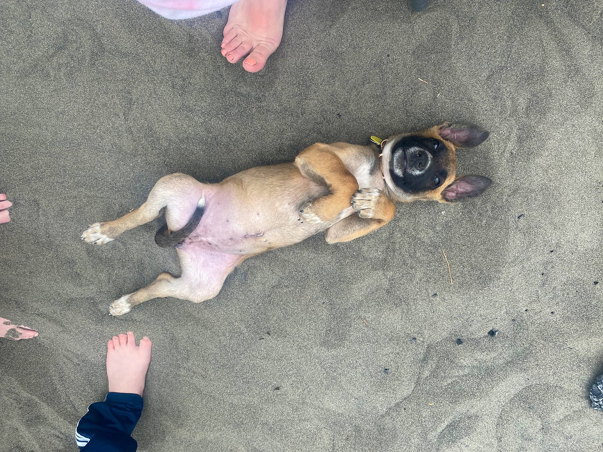 Oaklee joined the competition — help win amazing prizes! beach, canidae, carnivore, companion_dog, dog, dog_breed, fawn, foot, fun, human_leg, leash, non_sporting_group, paw, sand, snout, sporting_group, tail, thigh, toy_dog, working_animal