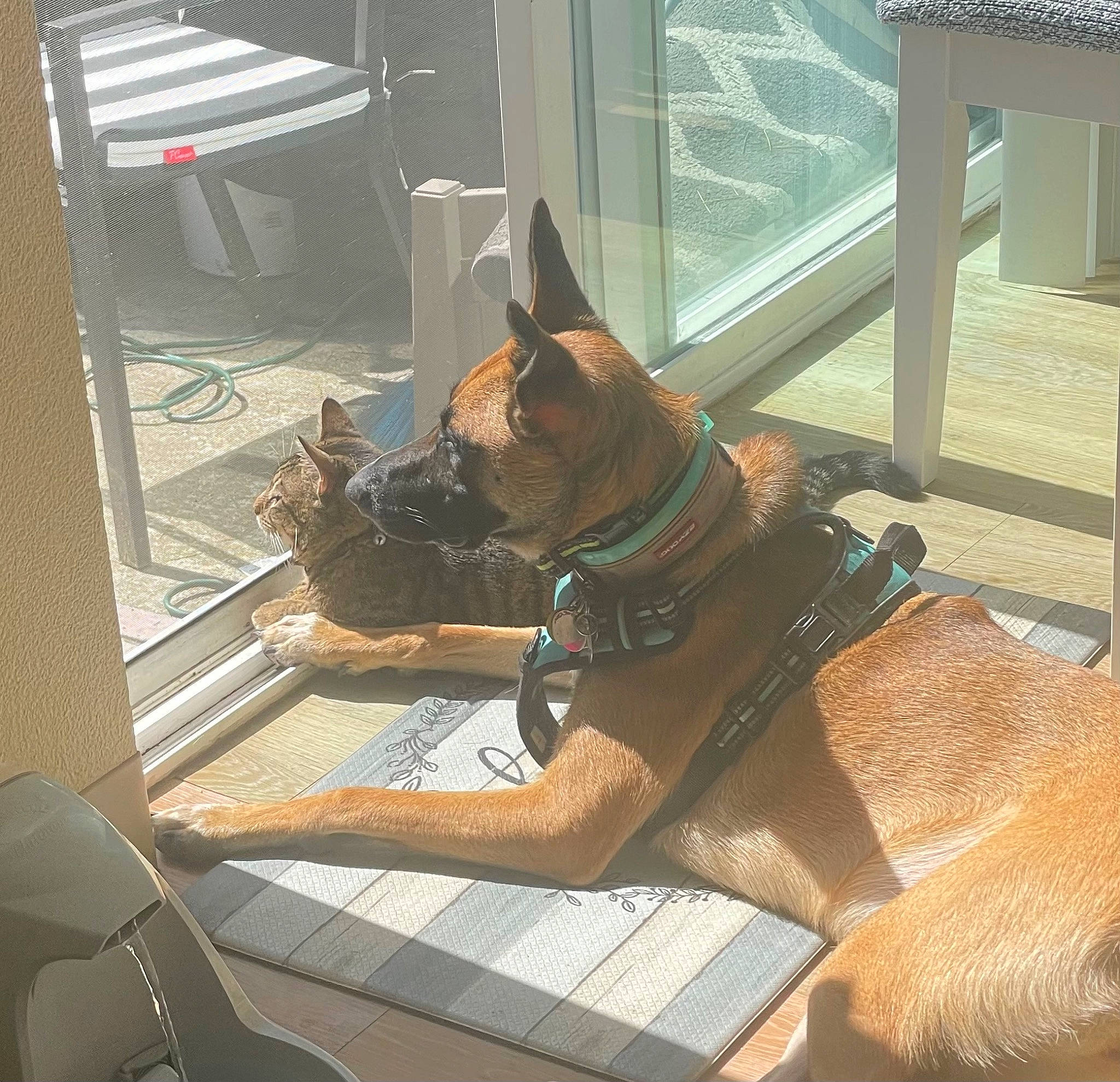 Oaklee joined the competition — help win amazing prizes! brown, carnivore, collar, comfort, companion_dog, dog, dog_breed, dog_collar, fawn, felidae, flooring, guard_dog, liver, mammal, snout, sporting_group, vertebrate, window, windshield, working_animal