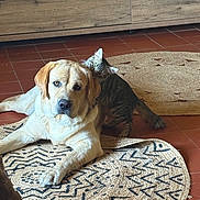 Astro participe au concours pour gagner de l'argent avec cette photo : dog, cat, labrador, kitten, rug, floor, tile_floor, wooden_cabinet, indoor, pet, animal, curious, playful, friendship, cozy, brown, patterned_rug, tabby_cat, relaxed, nuzzling