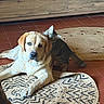 dog, cat, labrador, kitten, rug, floor, tile_floor, wooden_cabinet, indoor, pet, animal, curious, playful, friendship, cozy, brown, patterned_rug, tabby_cat, relaxed, nuzzling