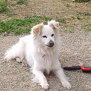Coco a rejoint le concours — aidez-le/la à gagner de superbes lots ! dog, white_dog, lying_down, gravel, grass, outdoor, pet, animal, fur, calm, brush, grooming_tool, nature, canine, resting, ground, daylight, closeup, mammal, ears