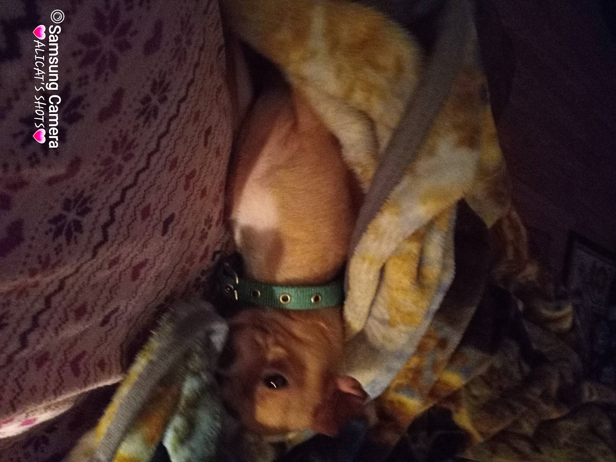 Debo is registered to the contest to win money with this photo: brown, canidae, carnivore, comfort, companion_dog, darkness, dog, dog_breed, fawn, fur, liver, natural_material, primate, snout, sporting_group, terrestrial_animal, working_animal