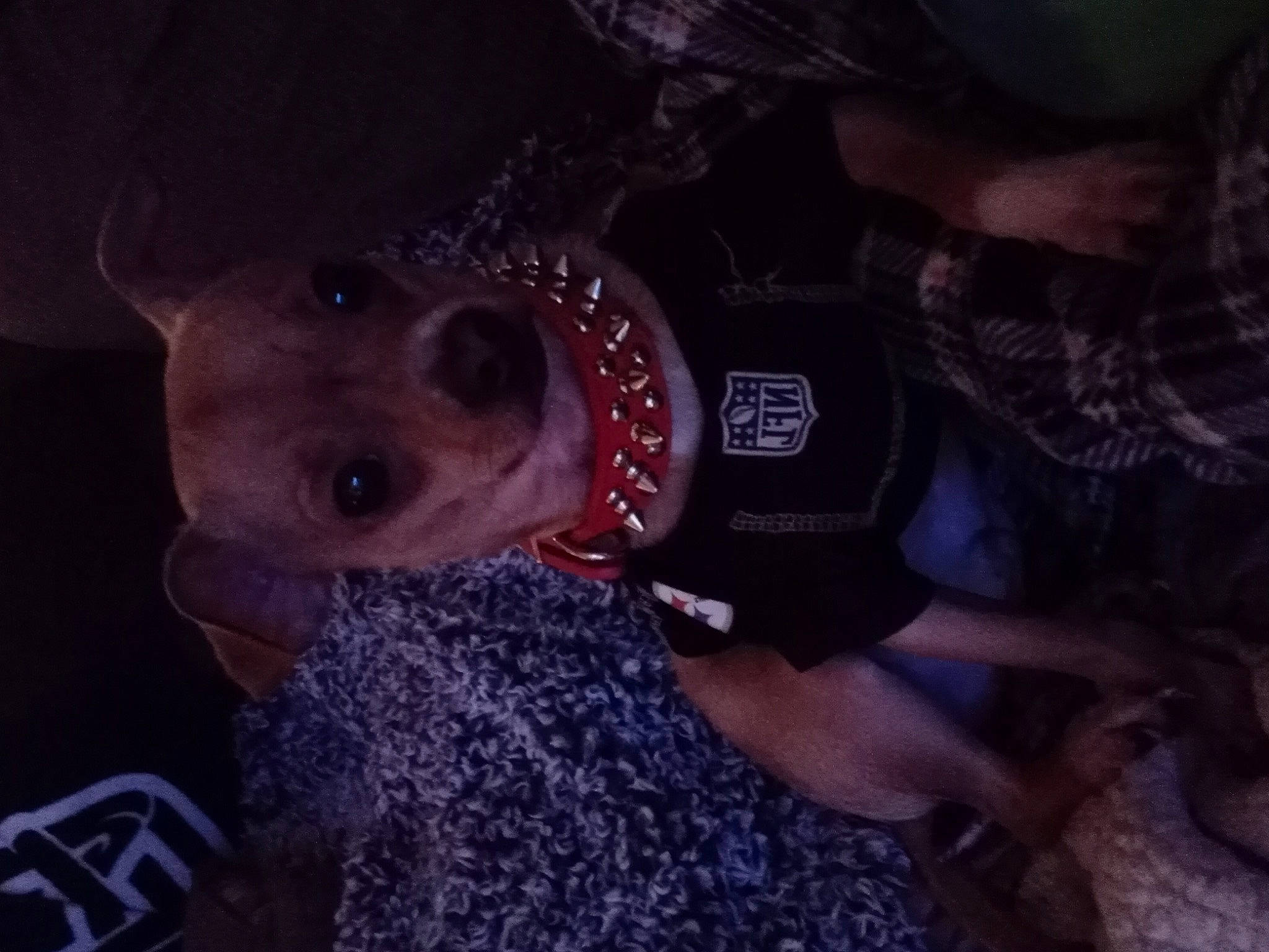 Debo joined the competition — help win amazing prizes! canidae, carnivore, collar, companion_dog, dog, dog_breed, dog_clothes, dog_collar, fashion_accessory, fawn, guard_dog, hat, hunting_dog, night, non_sporting_group, personal_protective_equipment, snout, sporting_group, working_animal