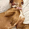 animal, brown_dog, canine, close_up, collar, cute, dog, expression, fur, indoors, lying_down, mammal, paw, pet, pink_collar, playful, quilted_blanket, relaxed, resting, white_blanket