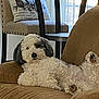 Jack joined the competition — help win amazing prizes! dog, fluffy, couch, indoor, pet, relaxed, paw, chair, pillow, window, natural_light, fur, black_and_white, living_room, cozy, animal, companion, home, resting, domestic