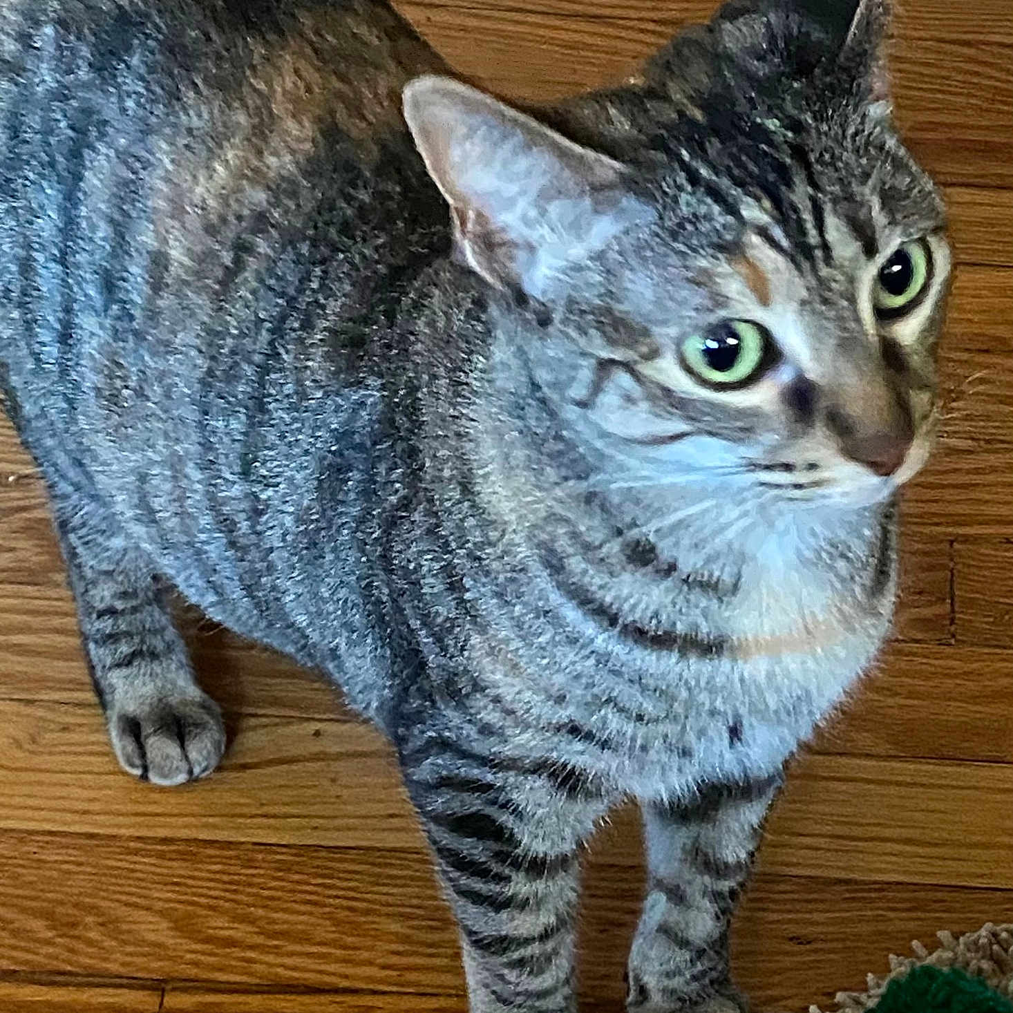 Althea is registered to the contest to win money with this photo: alert, animal, cat, closeup, curious, domestic_cat, ears, feline, four_legs, fur, indoor, paws, pet, playful, standing, striped, tabby, toy, whiskers, wooden_floor