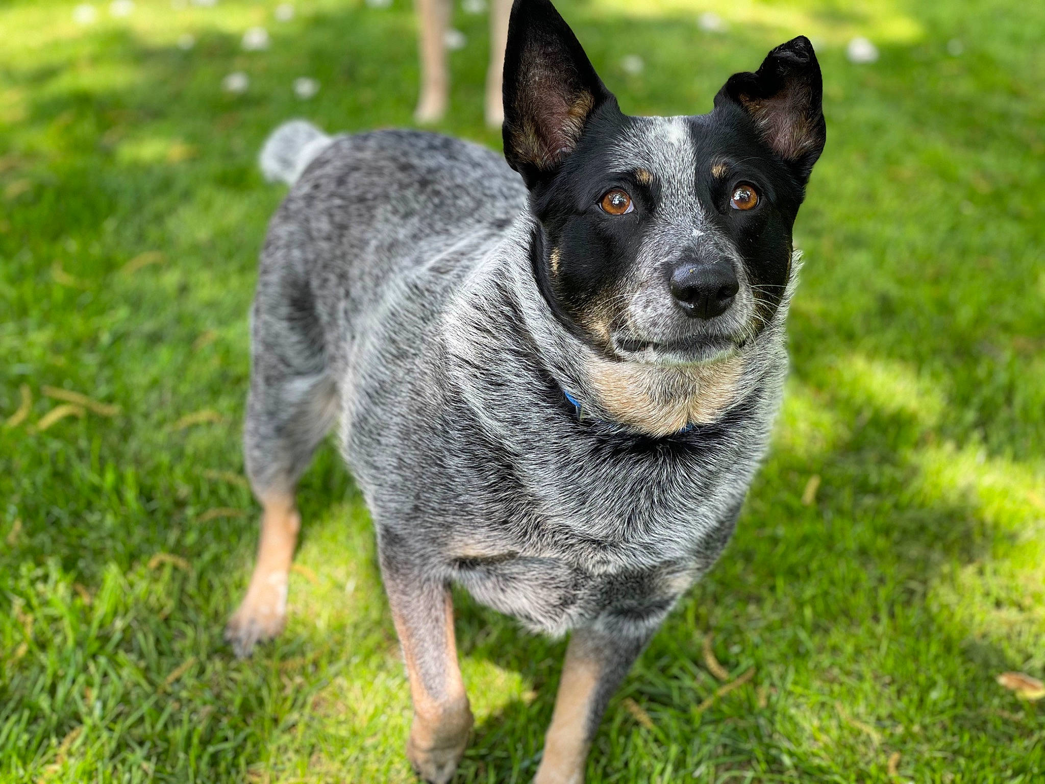 Breezy is registered to the contest to win money with this photo: canidae, carnivore, collar, companion_dog, dog, dog_breed, fawn, fur, grass, groundcover, non_sporting_group, plant, puppy, snout, sporting_group, terrestrial_animal, toy_dog, whiskers, working_animal, working_dog