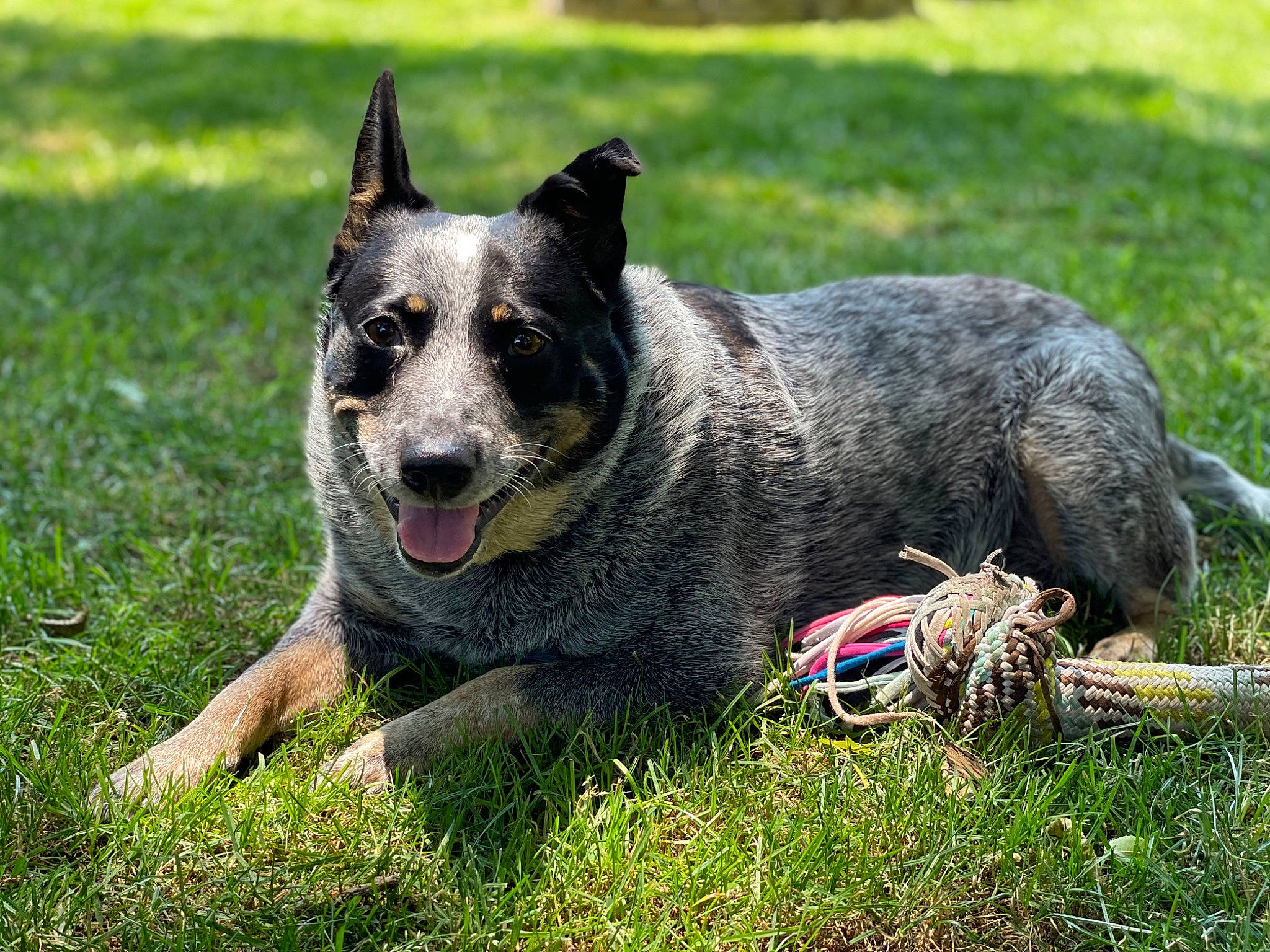 Breezy joined the competition — help win amazing prizes! art, australian_cattle_dog, australian_stumpy_tail_cattle_dog, canidae, carnivore, companion_dog, dog, dog_breed, garden, grass, herding_dog, non_sporting_group, plant, snout, sporting_group, texas_heeler, whiskers, working_animal, working_dog