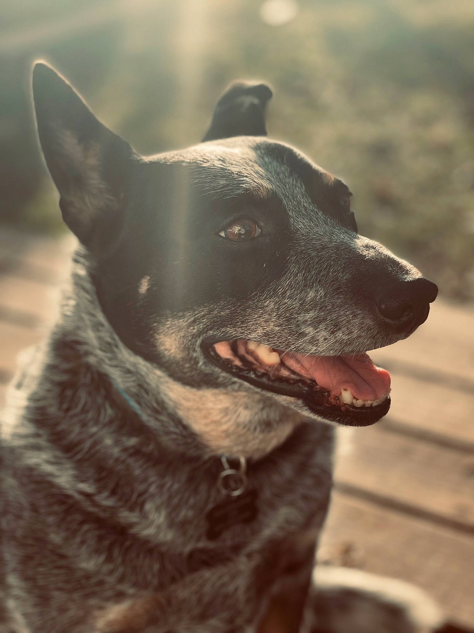 Breezy is registered to the contest to win money with this photo: canidae, canis_panther, carnivore, collar, companion_dog, dog, dog_breed, dog_collar, fang, fawn, fur, guard_dog, herding_dog, leash, snout, sporting_group, whiskers, window, working_animal, working_dog