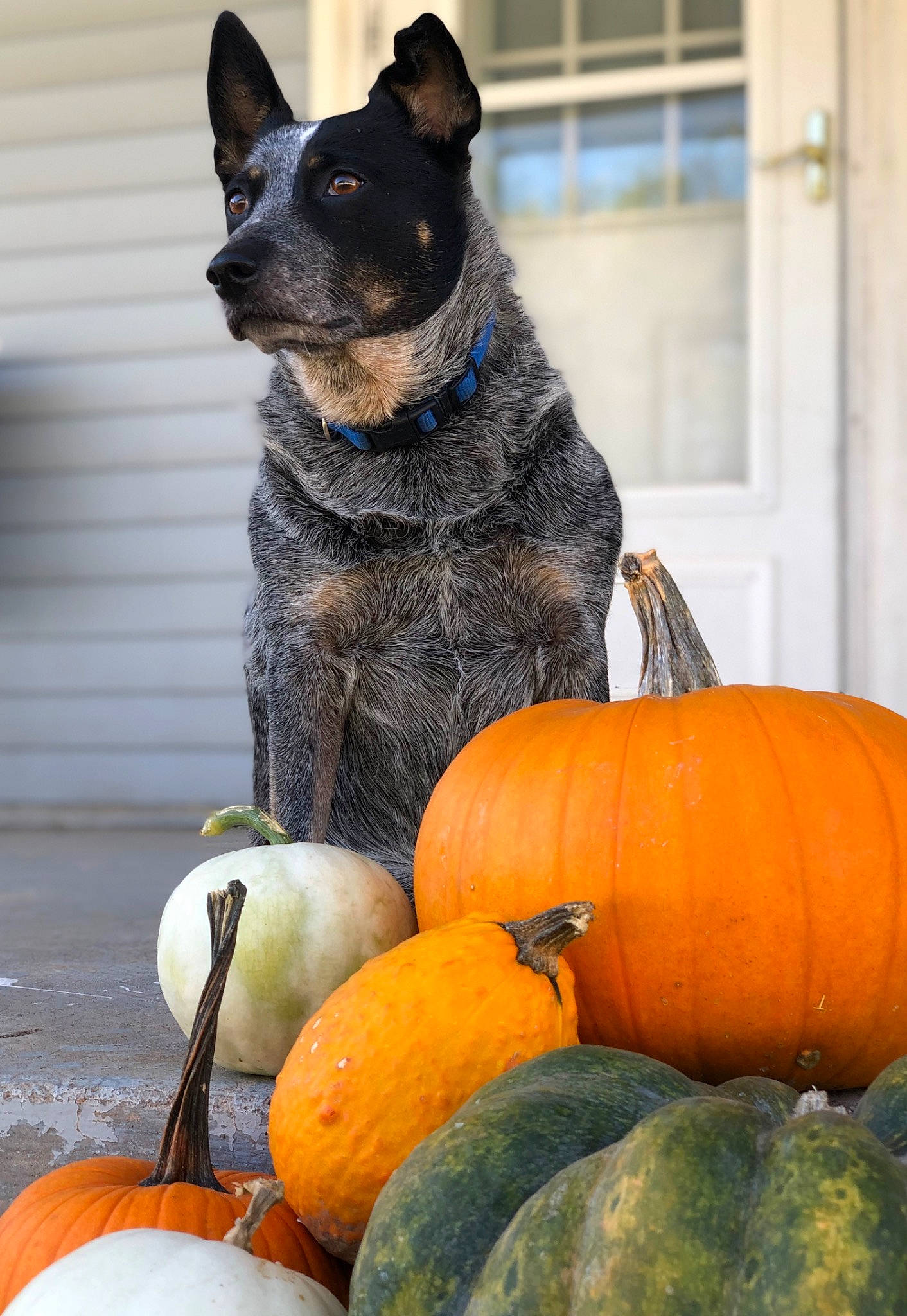 Breezy is registered to the contest to win money with this photo: calabaza, carnivore, companion_dog, cucurbita, dog, dog_breed, food, gourd, green, grey, natural_foods, plant, pumpkin, squash, staple_food, vegetable, whiskers, window, winter_squash, working_animal