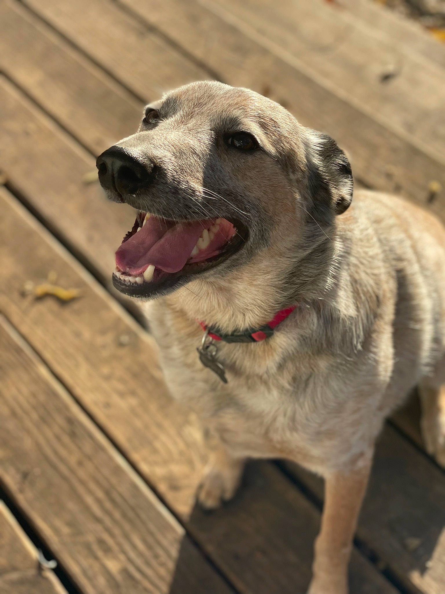 Rusty is registered to the contest to win money with this photo: canidae, carnivore, collar, companion_dog, dog, dog_breed, dog_collar, dog_supply, fawn, hardwood, jaw, leash, pet_supply, plank, snout, sporting_group, terrestrial_animal, whiskers, wood, working_animal