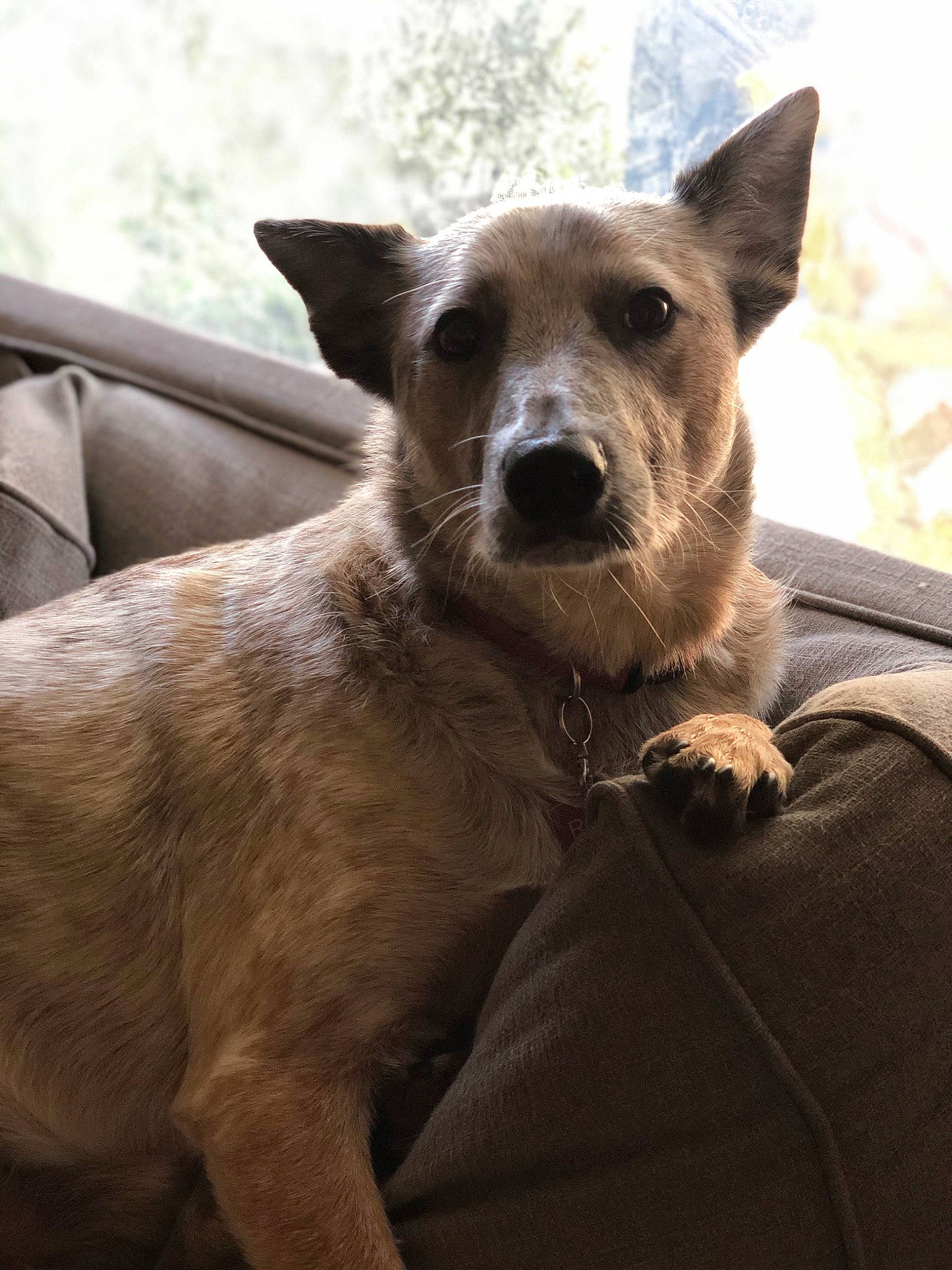 Rusty is registered to the contest to win money with this photo: art, canidae, carnivore, companion_dog, dog, dog_breed, eye, fawn, fur, paw, plant, sporting_group, terrestrial_animal, whiskers, wildlife, window, working_animal, working_dog