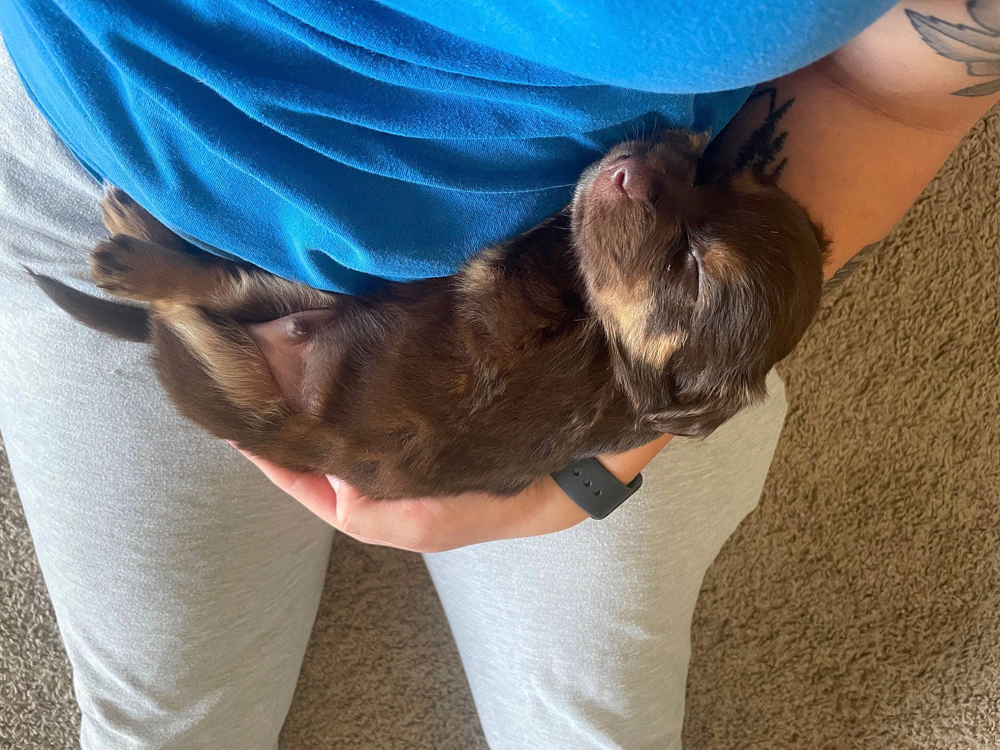 Zeus joined the competition — help win amazing prizes! canidae, carnivore, comfort, companion_dog, dog, dog_breed, elbow, electric_blue, fawn, foot, fur, gesture, human_leg, sleeve, snout, sporting_group, t_shirt, terrestrial_animal, working_animal, wrist