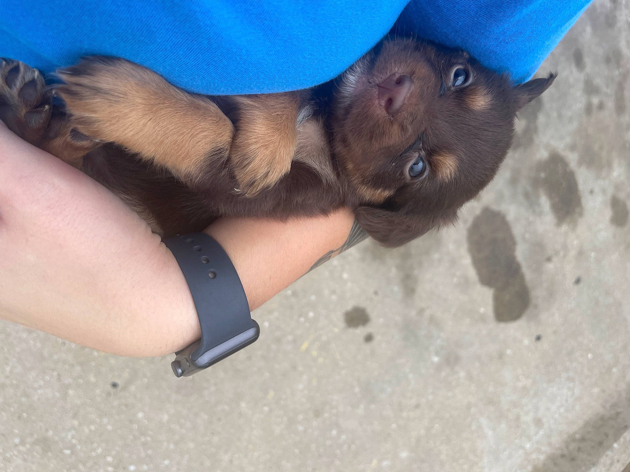 Zeus is registered to the contest to win money with this photo: carnivore, comfort, companion_dog, dog, dog_breed, electric_blue, fawn, foot, fur, gesture, hat, human_leg, nail, paw, selfie, sporting_group, thumb, toe, whiskers