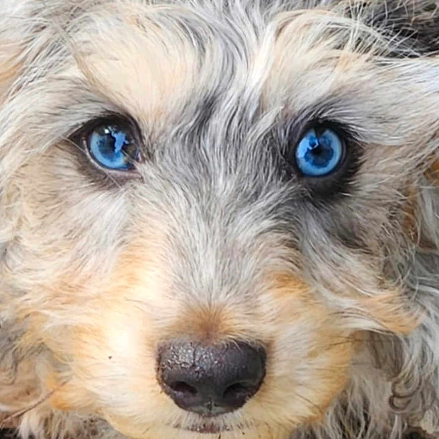Asher The Dasher