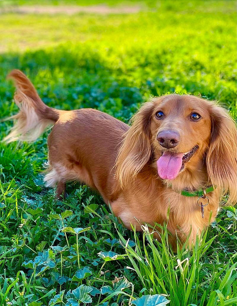 Oscar joined the competition — help win amazing prizes! canidae, carnivore, companion_dog, dog, dog_breed, fawn, grass, grassland, green, gun_dog, happy, hunting_dog, liver, mammal, plant, snout, sporting_group, vertebrate