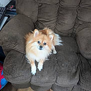 Luna is registered to the contest to win money with this photo: dog, pomeranian, pet, indoor, chair, brown, furniture, fluffy, small_dog, looking_up, floor, wooden_floor, cozy, curious, animal, domestic_animal, companion, relaxed, home, cute
