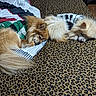 Luna is registered to the contest to win money with this photo: dog, sleeping, bed, leopard_print, sweater, cozy, indoor, fur, pet, resting, cute, animal, two_dogs, blanket, brown, white, small_dog, fur_texture, relaxation, companion