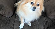 Luna is registered to the contest to win money with this photo: dog, pomeranian, fluffy, brown_chair, cushion, indoor, pet, furniture, wooden_floor, small_dog, animal, cute, fur, sitting, looking_up, home, living_room, blur, companion, domestic_animal