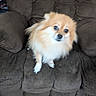 dog, pomeranian, fluffy, brown_chair, cushion, indoor, pet, furniture, wooden_floor, small_dog, animal, cute, fur, sitting, looking_up, home, living_room, blur, companion, domestic_animal