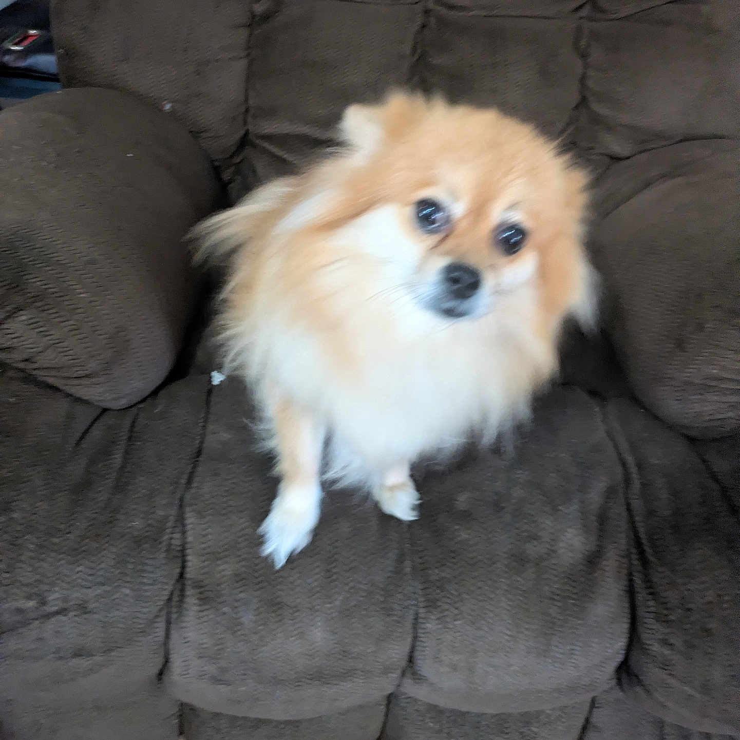 Luna is registered to the contest to win money with this photo: dog, pomeranian, fluffy, brown_chair, cushion, indoor, pet, furniture, wooden_floor, small_dog, animal, cute, fur, sitting, looking_up, home, living_room, blur, companion, domestic_animal
