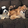 Luna joined the competition — help win amazing prizes! dog, couch, brown, fur, pet, animal, indoor, relaxing, three_dogs, companion, cute, fluffy, small_dog, mixed_breed, seated, resting, cozy, domestic, friendship, snuggled
