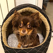 Nana a rejoint le concours — aidez-le/la à gagner de superbes lots ! animal, brown, comfort, cozy, cute, dog, ears, face, floor, furniture, furry, household, indoor, looking, pet_bed, portrait, room, sitting, small_dog, tile