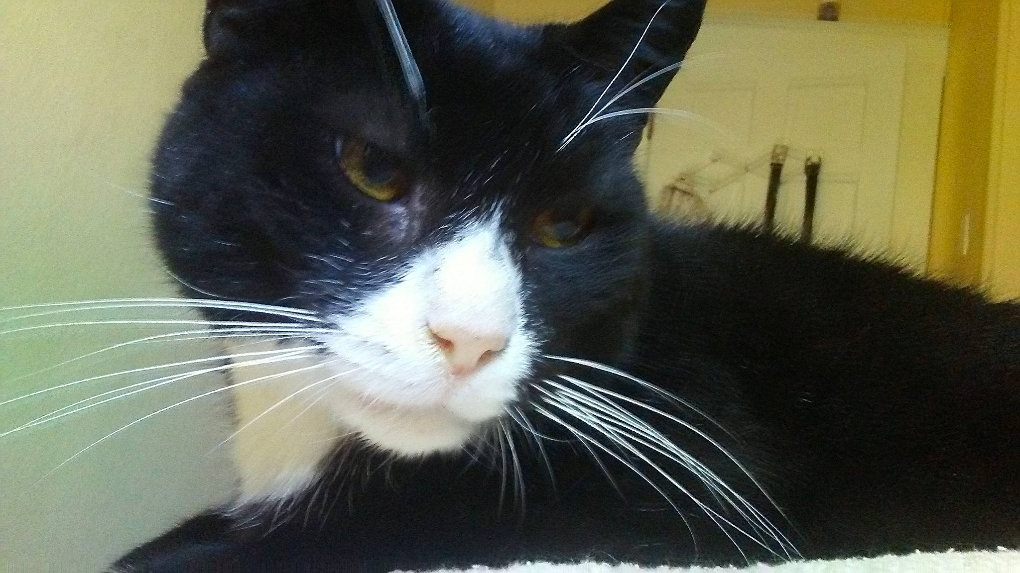 Bear is registered to the contest to win money with this photo: