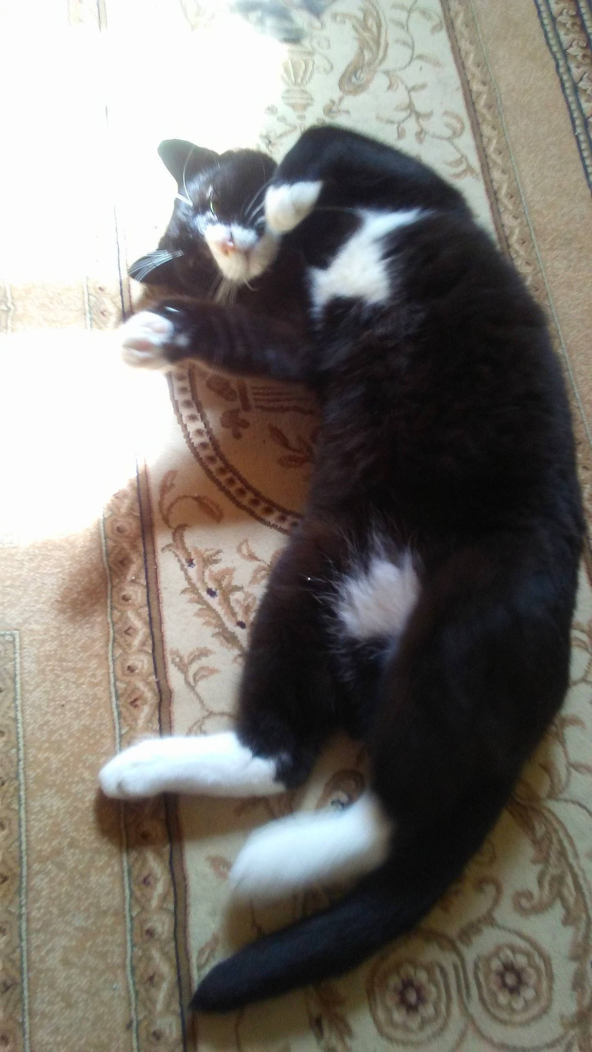 Bear joined the competition — help win amazing prizes!