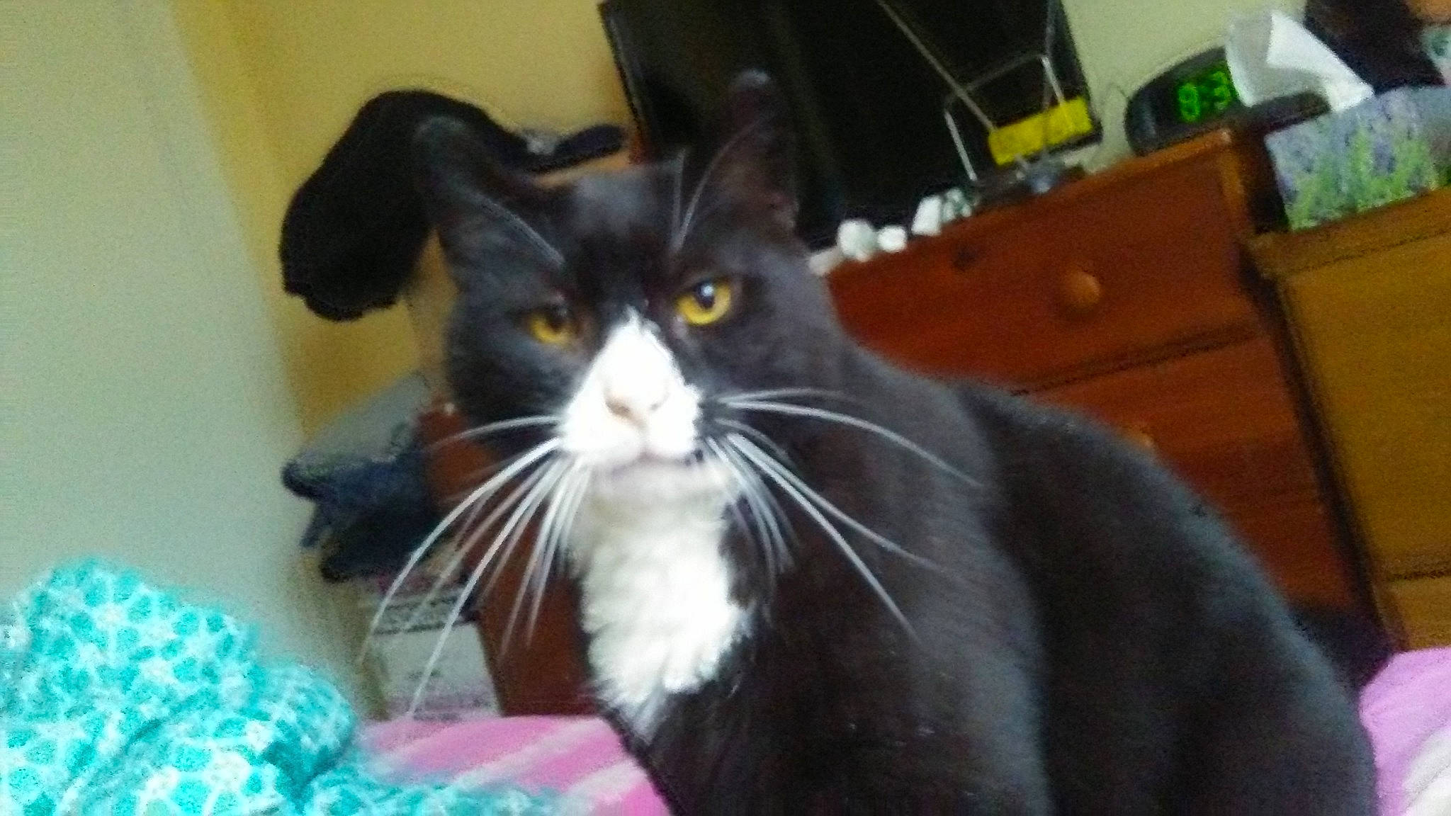 Bear joined the competition — help win amazing prizes!