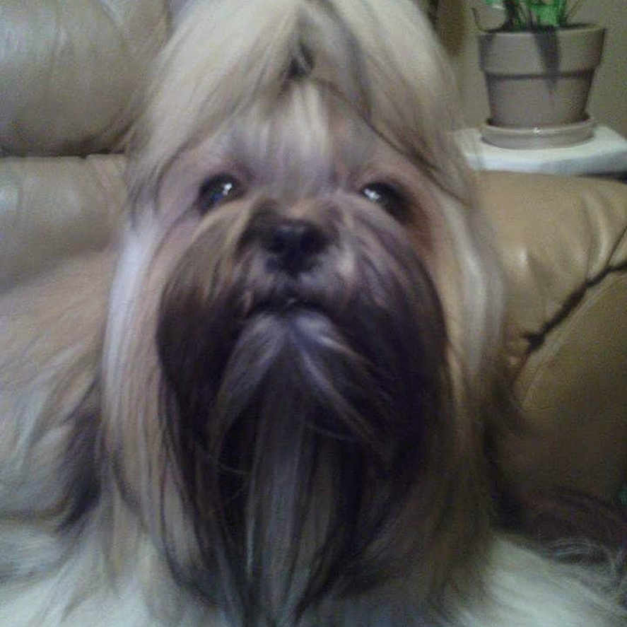 Bella is registered to the contest to win money with this photo: adorable, beard, brown, closeup, couch, cute, dog, eyes, face, fur, indoor, leather_sofa, long_hair, mustache, pet, plant, portrait, potted_plant, shih_tzu, sitting