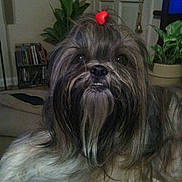 Gaby joined the competition — help win amazing prizes! dog, shih_tzu, long_hair, red_bow, bow, pet, indoors, living_room, plant, door, television, bookshelf, couch, close_up, portrait, whiskers, nose, eyes, fur, adorable