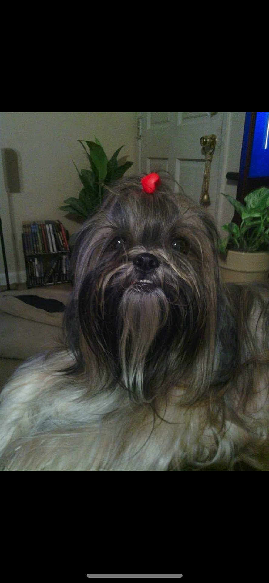 Gaby joined the competition — help win amazing prizes! dog, shih_tzu, long_hair, red_bow, bow, pet, indoors, living_room, plant, door, television, bookshelf, couch, close_up, portrait, whiskers, nose, eyes, fur, adorable