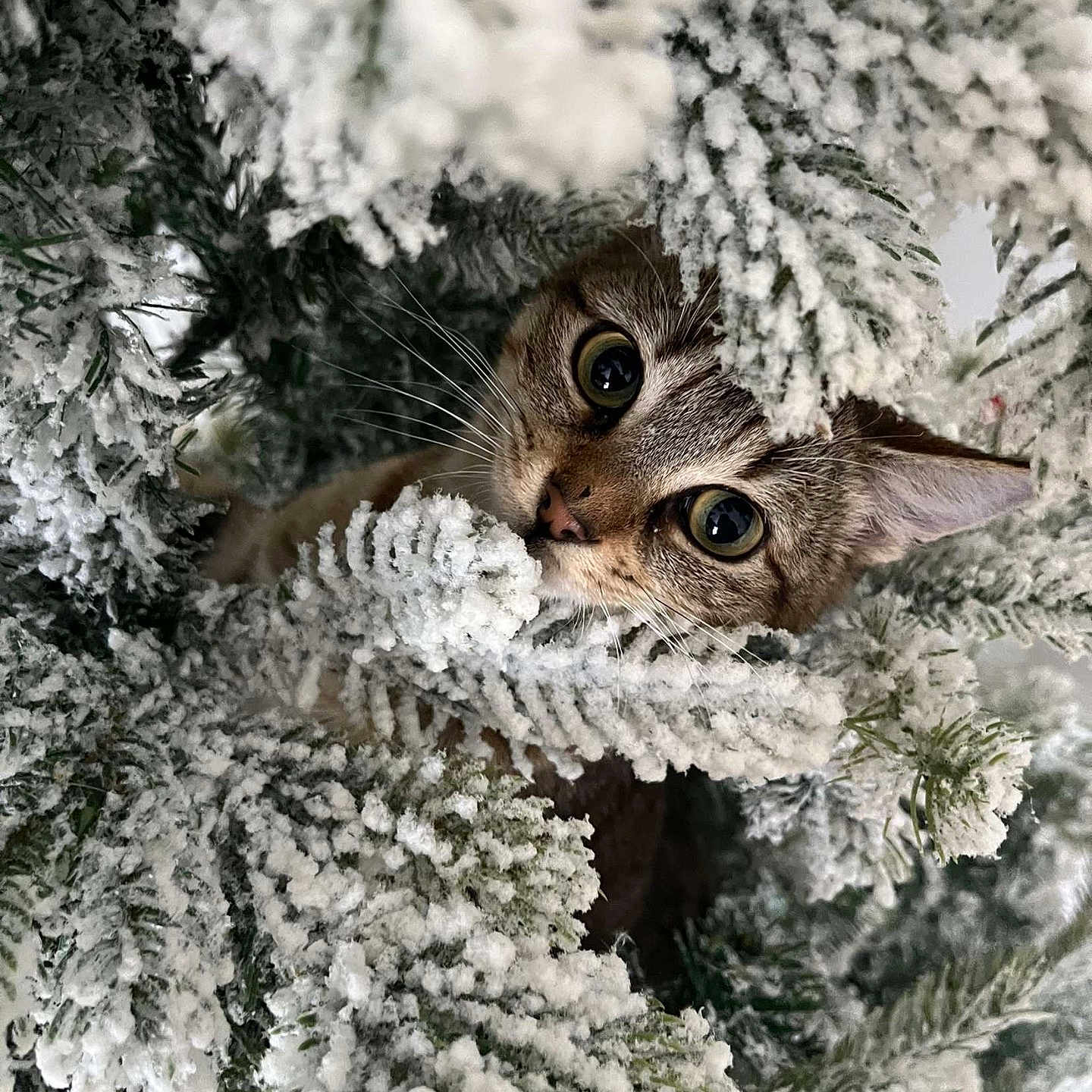 Zazou Plouhinec participe au concours pour gagner de l'argent avec cette photo : abyssinian, animal, cat, christmas, conifer, festival, fir, frost, ice, kitten, manx, nature, outdoors, pet, pine, plant, snow, tree, vegetation, weather