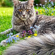 Aïko a rejoint le concours — aidez-le/la à gagner de superbes lots ! cat, gray_cat, fluffy, long_hair, whiskers, pointed_ears, yellow_eyes, animal_portrait, lying_down, garden, grass, flowers, wildflowers, outdoors, greenery, nature, fur, tail, close_up, pet