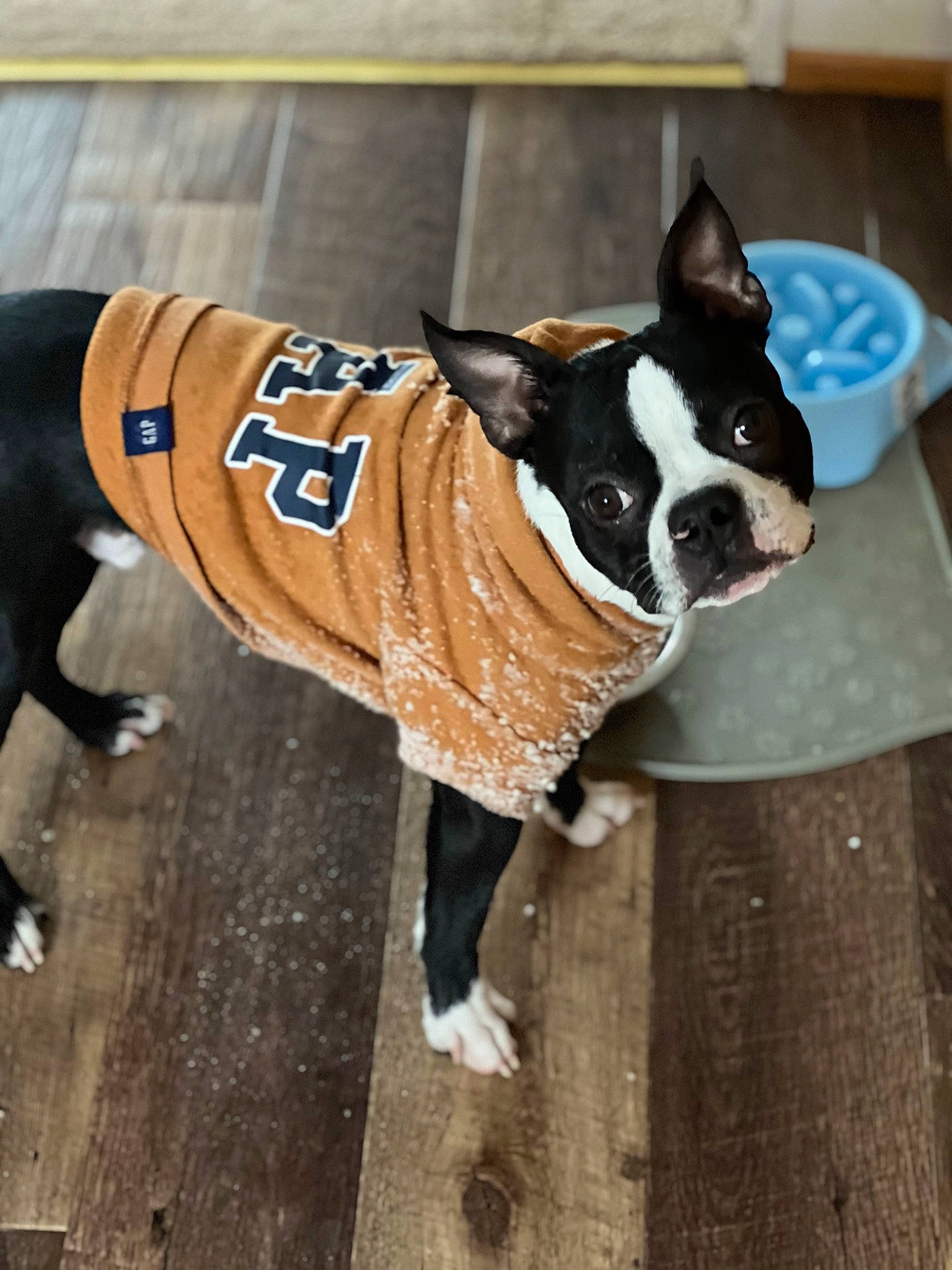 Pablo joined the competition — help win amazing prizes! boston_terrier, bulldog, canidae, carnivore, collar, companion_dog, dog, dog_breed, dog_collar, dog_supply, electric_blue, fashion_accessory, fawn, flooring, leash, pet_supply, snout, sporting_group, wood, working_animal