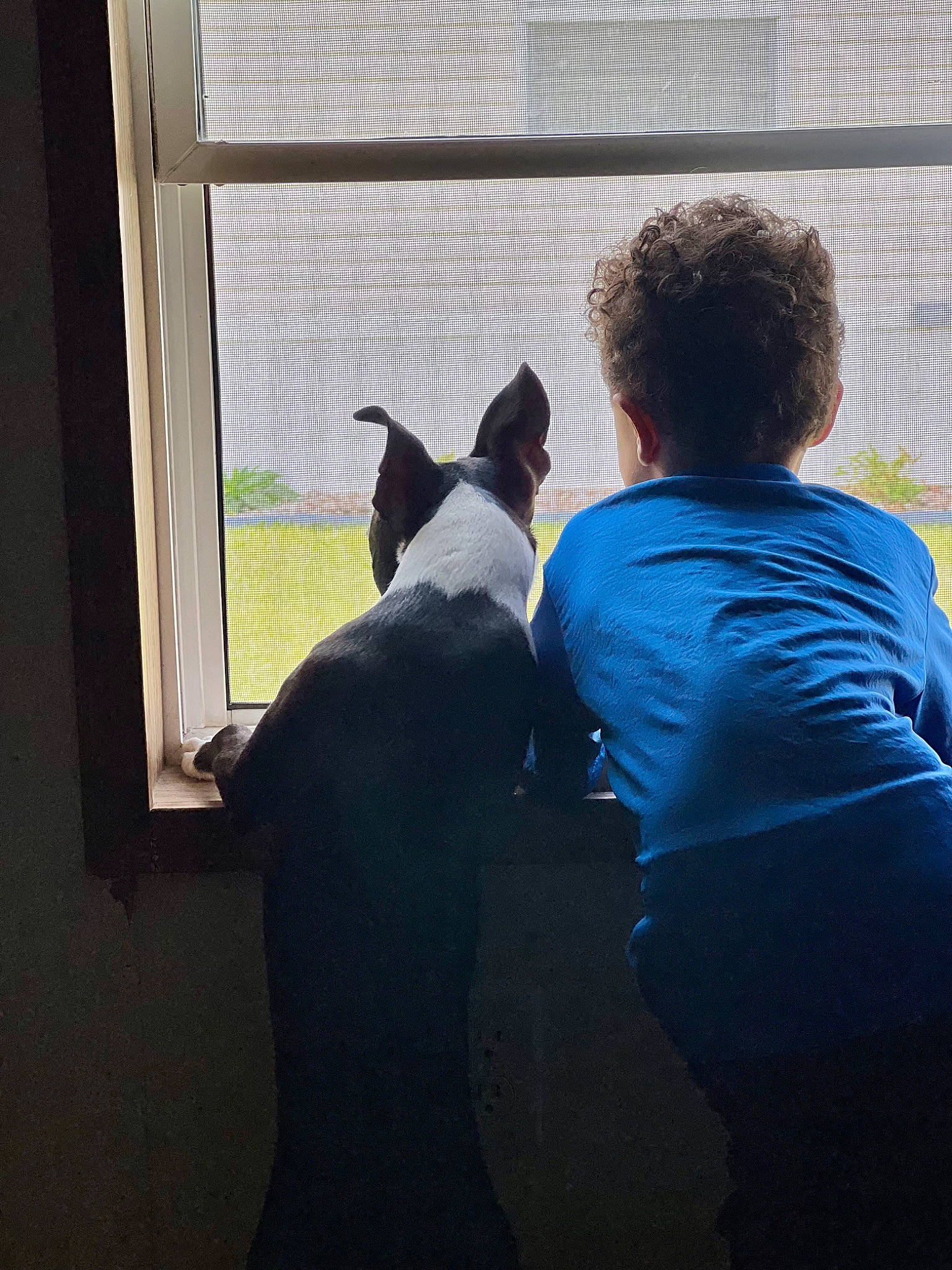 Pablo is registered to the contest to win money with this photo: boston_terrier, building, canidae, carnivore, companion_dog, dog, dog_breed, door, fawn, flooring, house, mammal, shadow, snout, sporting_group, t_shirt, tail, tints_and_shades, vertebrate, window
