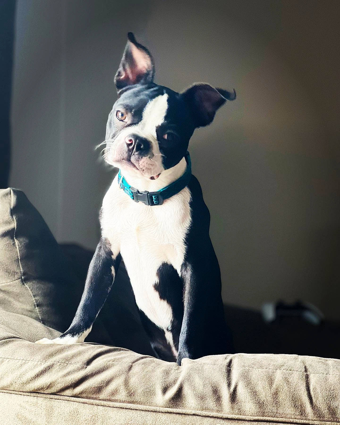 Pablo joined the competition — help win amazing prizes! boston_terrier, canidae, carnivore, collar, comfort, companion_dog, dog, dog_breed, dog_collar, fawn, flash_photography, french_bulldog, linens, puppy, snout, sporting_group, tail, toy_dog, whiskers, working_animal