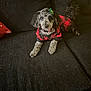 dog, curly_fur, red_and_black_outfit, green_bow, couch, pet, animal, indoor, relaxed, small_dog, furniture, portrait, looking_at_camera, cozy, lying_down, cute, domestic_animal, companion, black_couch, plaid