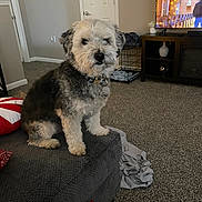 Bear is registered to the contest to win money with this photo: dog, pet, living_room, furniture, ottoman, carpet, blanket, television, crate, decor, indoor, cozy, curious, scruffy, canine, collar, gray, white, seated, household