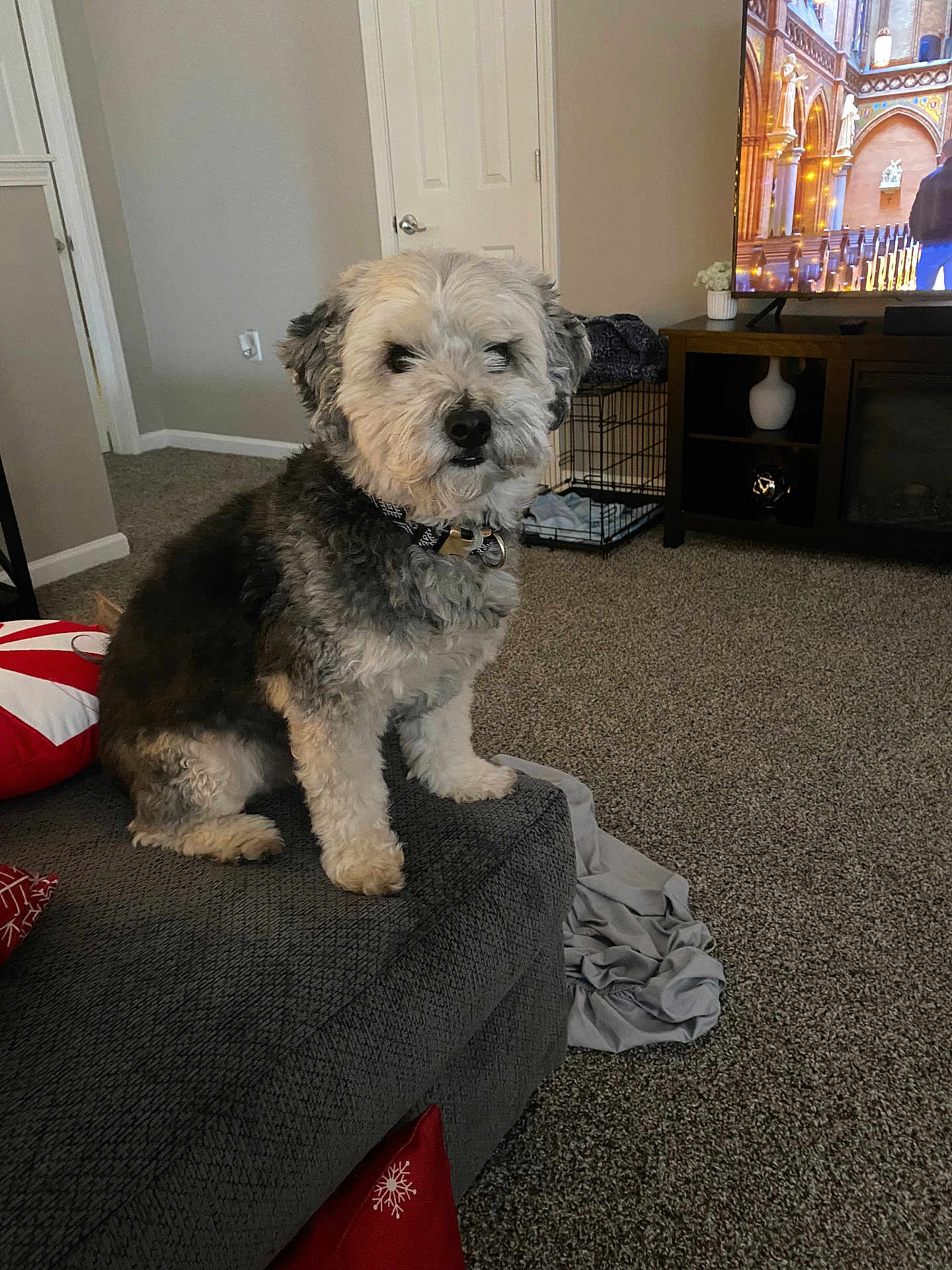 Bear is registered to the contest to win money with this photo: dog, pet, living_room, furniture, ottoman, carpet, blanket, television, crate, decor, indoor, cozy, curious, scruffy, canine, collar, gray, white, seated, household