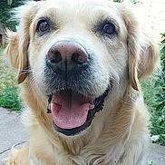 Guimauve a rejoint le concours — aidez-le/la à gagner de superbes lots ! companion_dog, dog, dog_breed, dog_breed_group, dog_like_mammal, golden_retriever, labrador_retriever, retriever, snout, sporting_group, whiskers