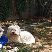 Clochette participe au concours pour gagner de l'argent avec cette photo : bichon, carnivoran, companion_dog, dog, dog_breed, dog_breed_group, dog_crossbreeds, dog_like_mammal, goldendoodle, havanese, maltese, sapsali, sporting_group, vertebrate
