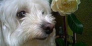 Clochette participe au concours pour gagner de l'argent avec cette photo :