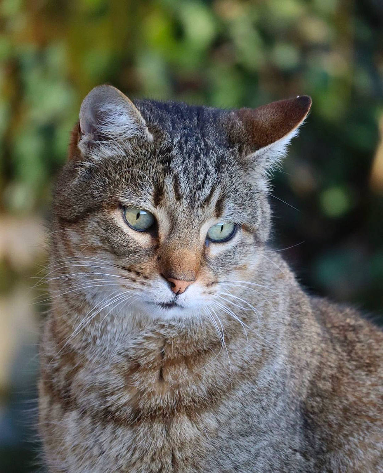 Milou a rejoint le concours — aidez-le/la à gagner de superbes lots ! bobcat, carnivore, cat, domestic_short_haired_cat, eye, felidae, fur, grass, head, lynx, small_to_medium_sized_cats, snout, terrestrial_animal, tree, whiskers, wildlife